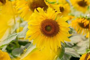 ein schließen oben Schuss von das Sonnenblume, das Saat sind deutlich sichtbar und das Pollen Pollen ist klar. foto