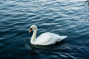 weißer Schwan schwimmt auf dem See foto