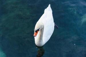 weißer Schwan schwimmt auf dem See foto