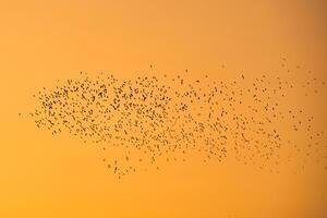 Herde von Vogel fliegend im das Orange Himmel foto