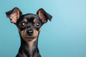 ai generiert ein klein schwarz und Weiß Pinscher Hund im Vorderseite von ein Blau Hintergrund foto