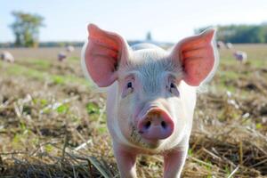 ai generiert ein Schwein auf ein Bauernhof foto