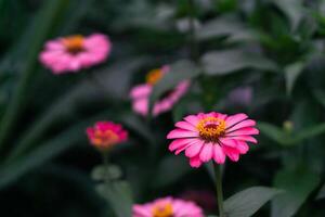 schließen oben von Rosa Zinnie Blume, Zinnie Blume im das Garten. schließen oben von ein Rosa Zinnien Blume gegen Grün Laub Hintergrund foto