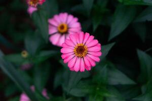 schließen oben von Rosa Zinnie Blume, Zinnie Blume im das Garten. schließen oben von ein Rosa Zinnien Blume gegen Grün Laub Hintergrund foto