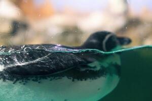 ein Pinguin Schwimmen im das Wasser mit es ist Kopf über das Wasser Oberfläche und unter das Wasser Oberfläche foto