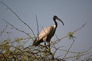 ein schwarz geleitet ibis ist ruhen auf ein oben Geäst von ein dornig Baum foto