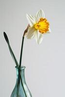 ai generiert ein minimalistisch Foto von ein Single Narzisse im ein Vase gegen ein Weiß Hintergrund