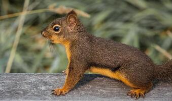 ein Eichhörnchen ist Stehen auf ein hölzern Bank foto