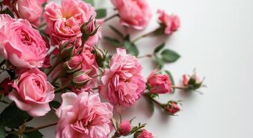 ai generiert Rosa Rosen auf ein Weiß Hintergrund mit Raum zum Hinweis foto