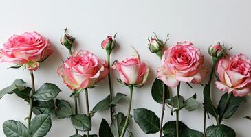 ai generiert Rosa Rosen sind im ein Reihe mit etwas Grün Blätter auf ein Weiß Hintergrund foto
