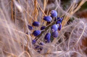 ein Blau Blume ist wachsend im das hoch Gras foto