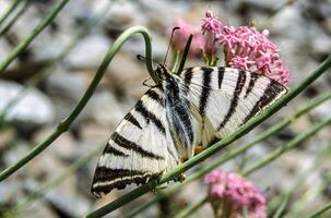 ein Schmetterling mit schwarz und Weiß Streifen auf es ist Flügel foto