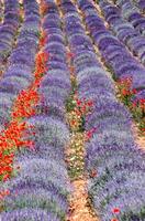 Lavendel Felder mit rot Mohnblumen foto
