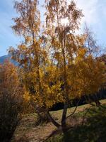 ein Baum mit Gelb Blätter foto