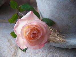 ein Rosa Rose auf ein Stein Mauer foto