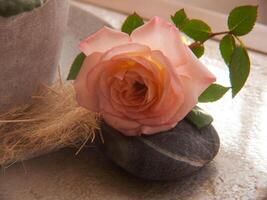 ein Rosa Rose Sitzung auf ein Felsen Nächster zu ein eingetopft Pflanze foto