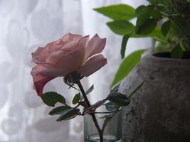 ein Single Rose im ein Vase auf ein Tabelle foto