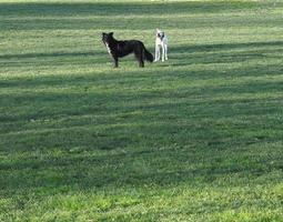 schwarz-weißer Hund im Gras foto