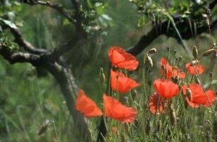 Mohnblumen auf dem Feld foto