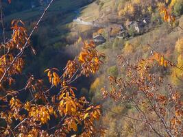 ein Baum mit Orange Blätter foto