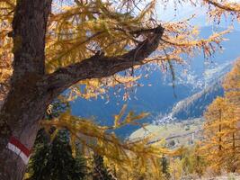 ein Baum mit Gelb Blätter foto