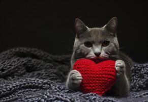 ai generiert ein grau Katze halten rot Herz Über schwarz Hintergrund foto