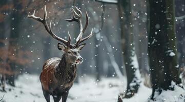 ai generiert ein rot Hirsch mit groß Geweih und Gehen im das Schnee foto