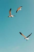 weiße und schwarze Vögel, die tagsüber unter blauem Himmel fliegen foto