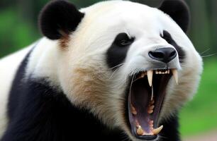 ai generiert Panda von Chinas Zoo foto