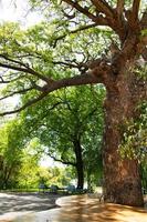 Zweig große Bäume und grünes Blatt foto