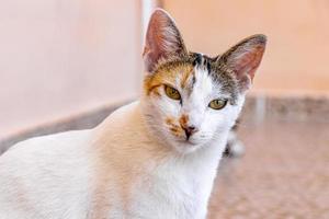 mexikanisches weißes Katzenporträt, das in Mexiko hübsch und süß aussieht. foto