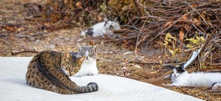 streunende katzen chillen auf müllmatratze auf rhodos griechenland. foto