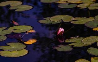 Seerose in einem Teich