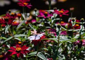 schöner Schmetterling auf der Blume in einem Garten foto