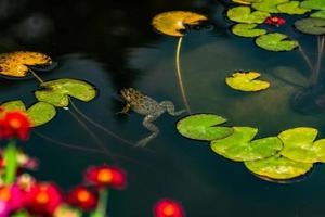 Fetter Frosch im Teich foto