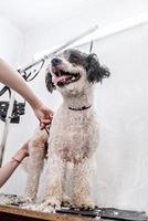 süßer weißer und schwarzer Bichon Frise Hund, der von einem professionellen Groomer gepflegt wird foto