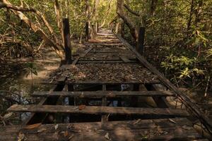 hölzern Gehweg im das Mangrove Wald foto