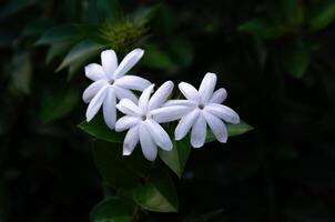 drei Blumen auf das Busch foto