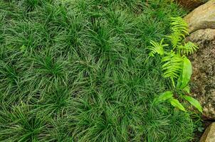 Gras bedeckt mit Farn Blätter foto