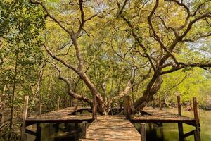 groß Bäume im das Mangrove Wald foto