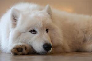 Weiß samoyed Hund duckte sich und suchen beim Fokus foto