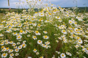 wild hoch Kamille Busch beim Sommer- Tag, Nahansicht breit Winkel Aussicht foto