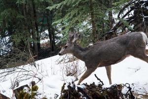 schöne Rehe, die unter den Bäumen spazieren. Banff-Nationalpark, Alberta, Kanada foto