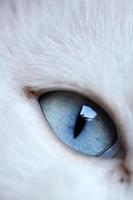 Augen der Katze foto