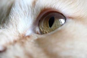 Augen der Katze foto