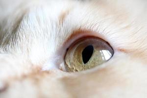 Augen der Katze foto