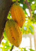 frischer Kakao am Baum im Garten foto