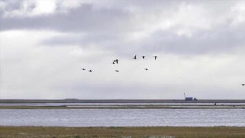 Gänse beginnend im Flug von ein groß Feld. fliegend Herde von gemischt Enten. Video. wild Enten sind fliegend hoch im das Blau Himmel mit Weiß Wolken. groß Herde machen ein Wohnwagen. foto