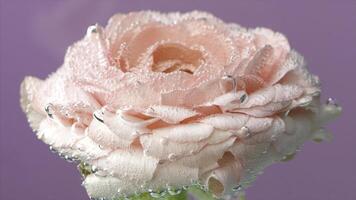schließen oben von Blume unter Wasser. Lager Filmaufnahme. Makro Aussicht von ein blühen geöffnet Rose Knospe im sprudelnd Wasser isoliert auf ein lila Mauer Hintergrund. foto
