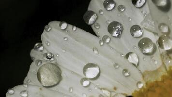 Nahansicht von Tropfen auf Kamille Blütenblätter. kreativ. schön Makro Tropfen auf Kamille Blütenblätter. Tropfen nach Regen auf Weiß Blume Blütenblätter auf sonnig Tag foto